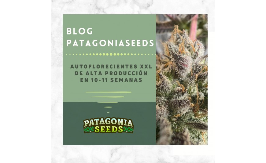 AUTOFLORECIENTES XXL