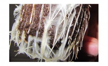 LA IMPORTANCIA DE LAS MICORRIZAS EN LAS RAÍCES - BIOCONTROL RAÍCES DE IONA